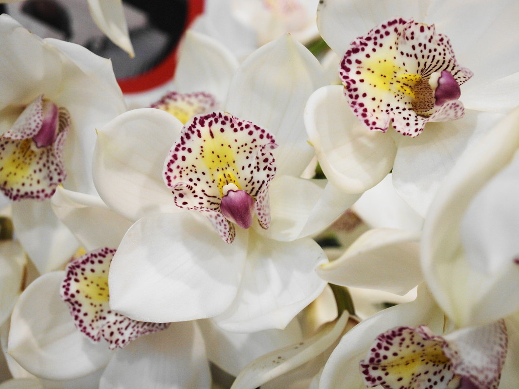 Орхидеи - Флора 