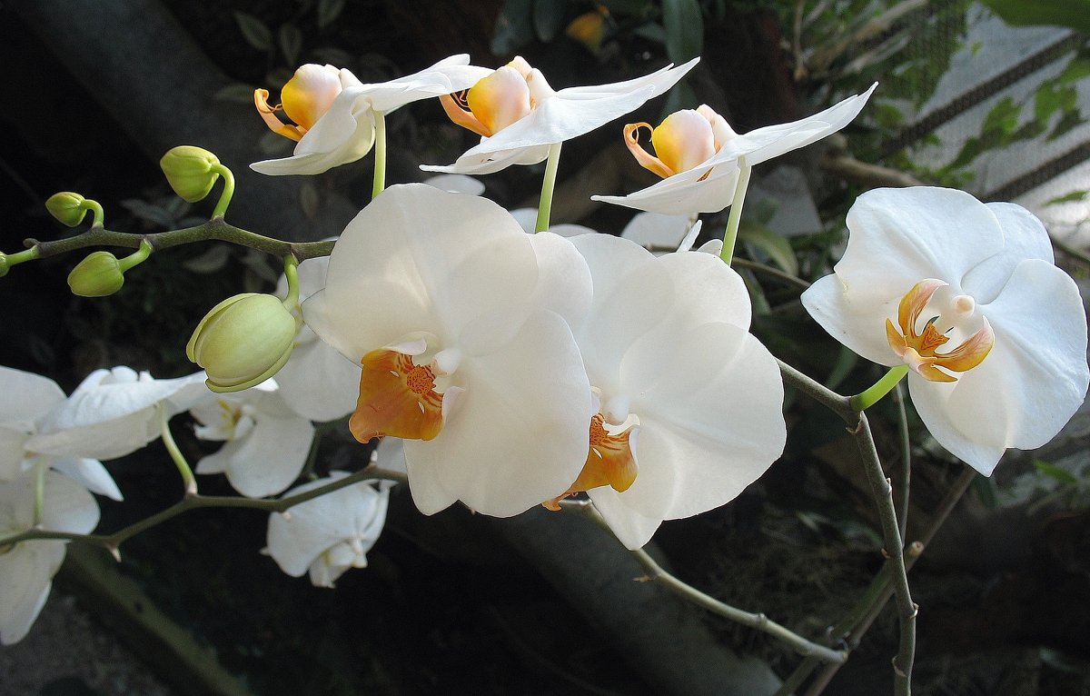 Орхидея фаленопсис - Елена Павлова (Смолова)