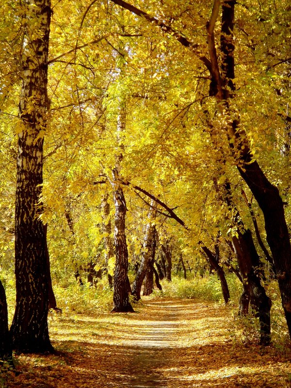 Осенний лес - Флора 