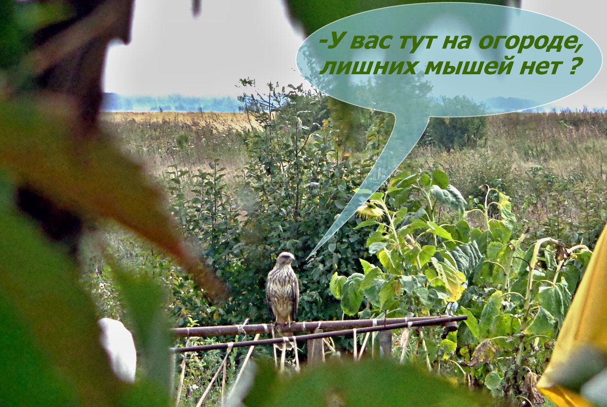 "Деревенский  "Орёл". - Владимир 