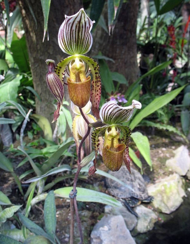 Орхидея Пафиопедилум (Башмачок) - Елена Павлова (Смолова)