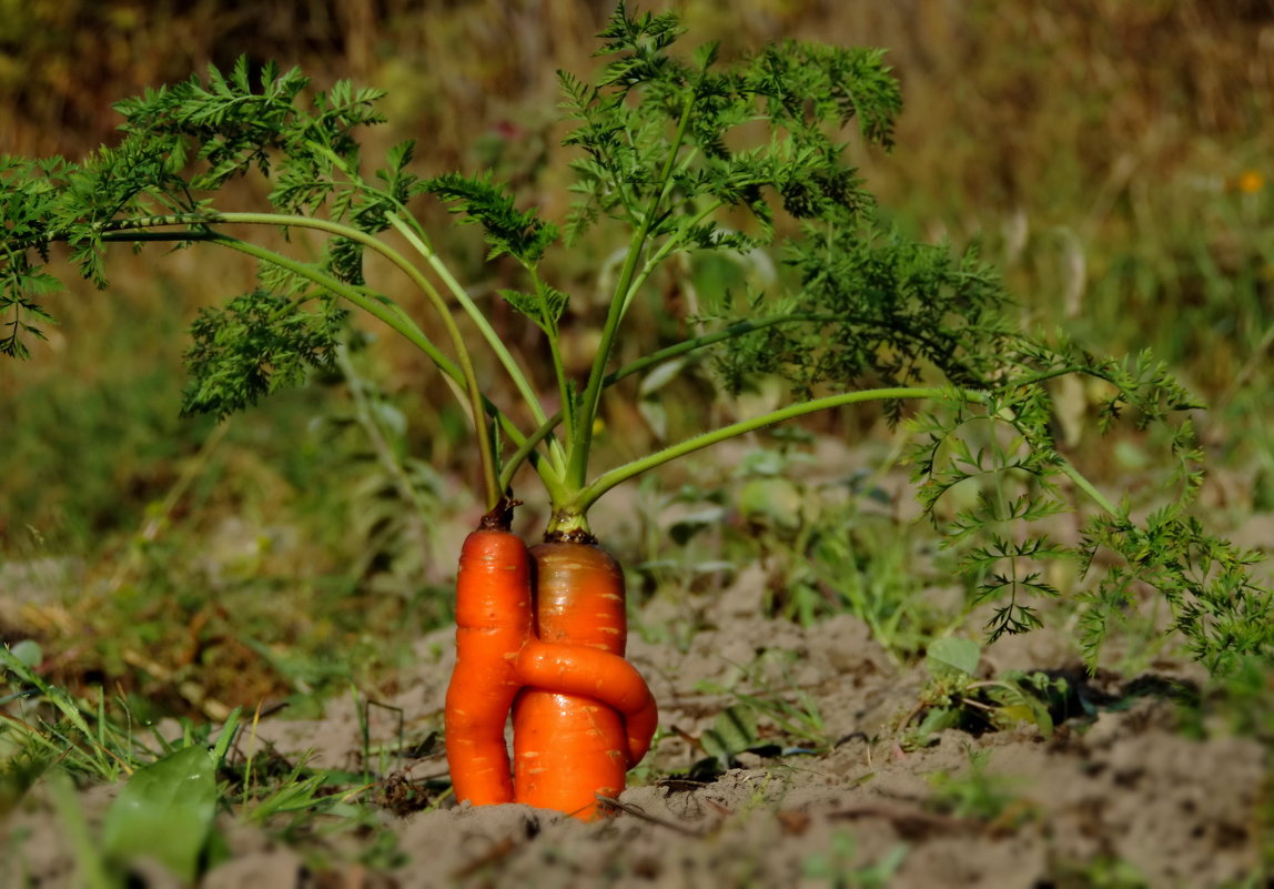 морковный помидор фото