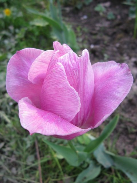 Розовый тюльпан - Дмитрий Никитин