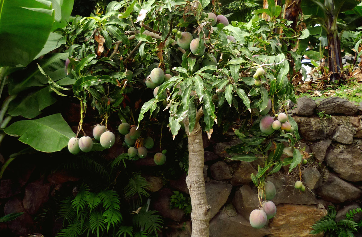 плоды манго зреют - elena manas