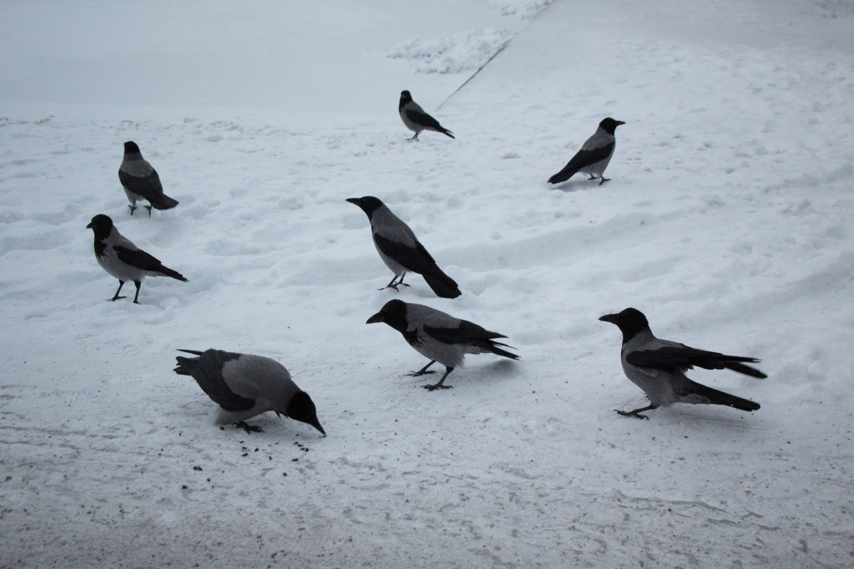 Зимние птицы - Aнна Зарубина