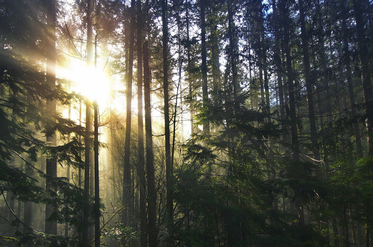 Солнце в лесу - Alena Nuke