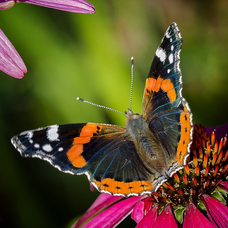 бабочка на цветке - ник. петрович земцов