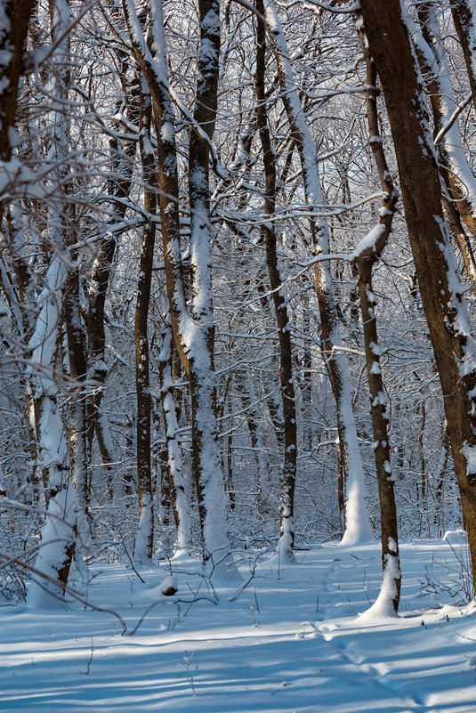 Зима в лесу - Николай Николенко