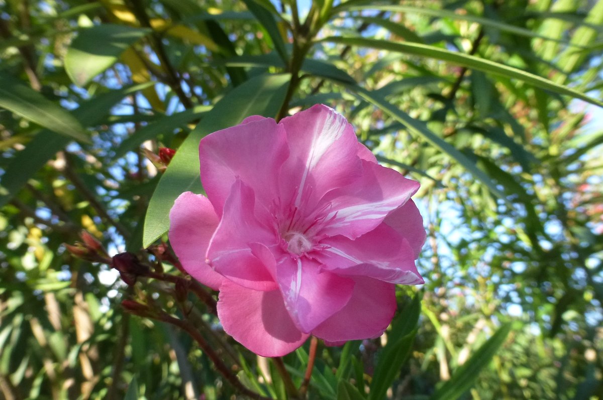 Цветок олеандра - Наиля 