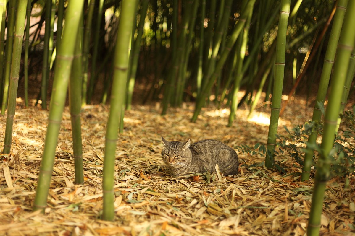 Кот в бамбуке - Алина Леонова