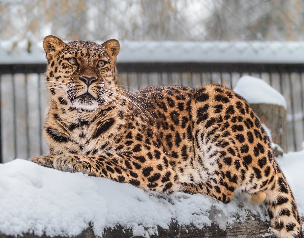 Дальневосточный леопард (самец) - cfysx 