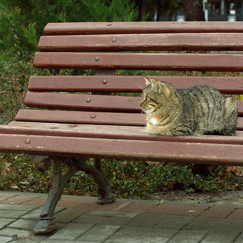 Кошачий сезон - Фома Антонов