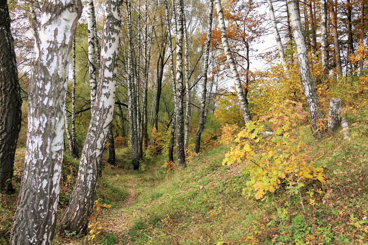 Осень - Владимир Холодницкий