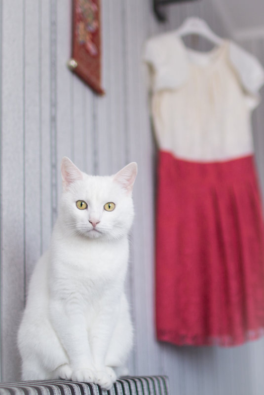 Кот в ожидании свадебного банкета - Екатерина Гриб