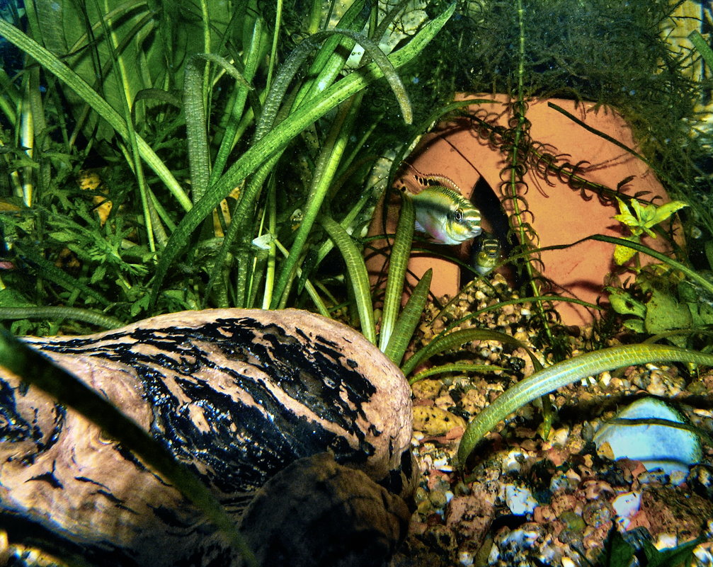 Цихлида-попугай (Pelvicachromis pulcher) во время нереста в гнезде из горшка. - Владимир Ильич Батарин