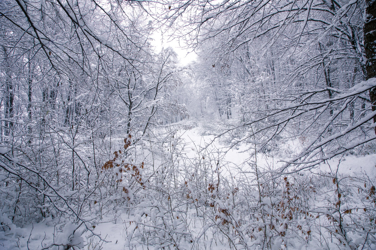 Зимний лес - Нина Сигаева