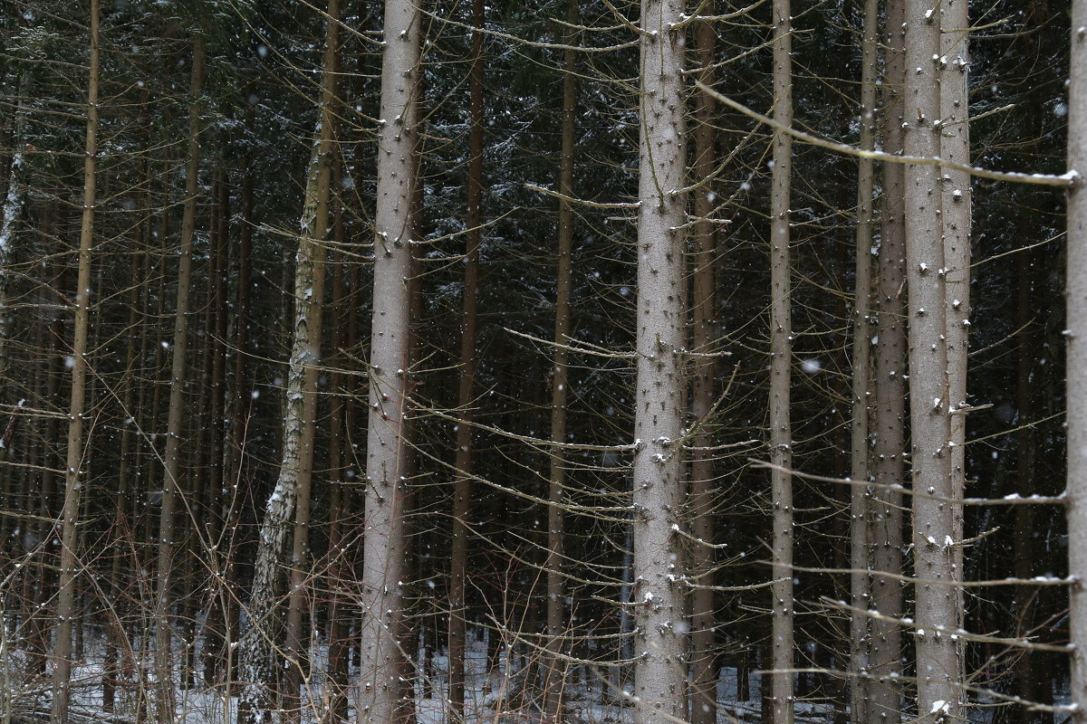 Зимний лес - Ирина Бруй