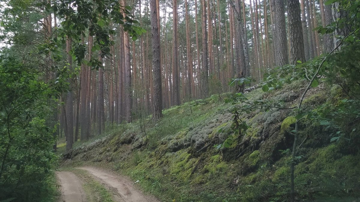 Дорога в лесу - Tanja Gerster