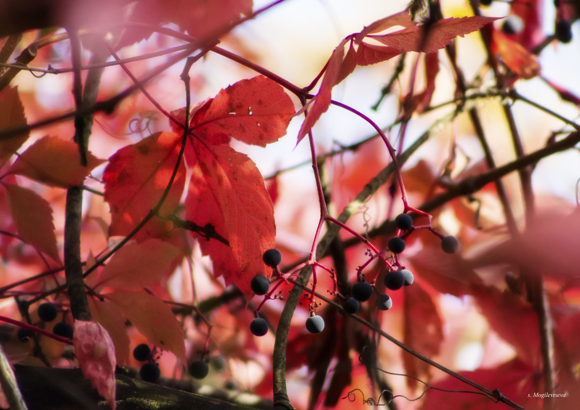Осенний виноград. - Svetlana 
