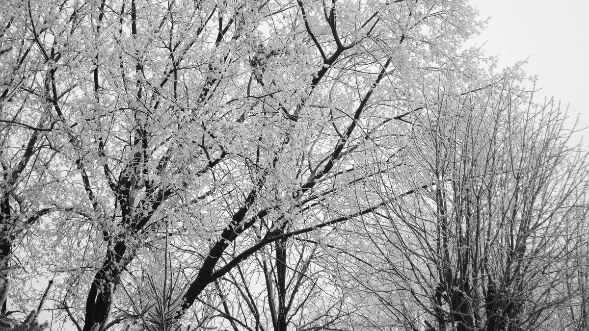 Зимние деревья - Татьяна 