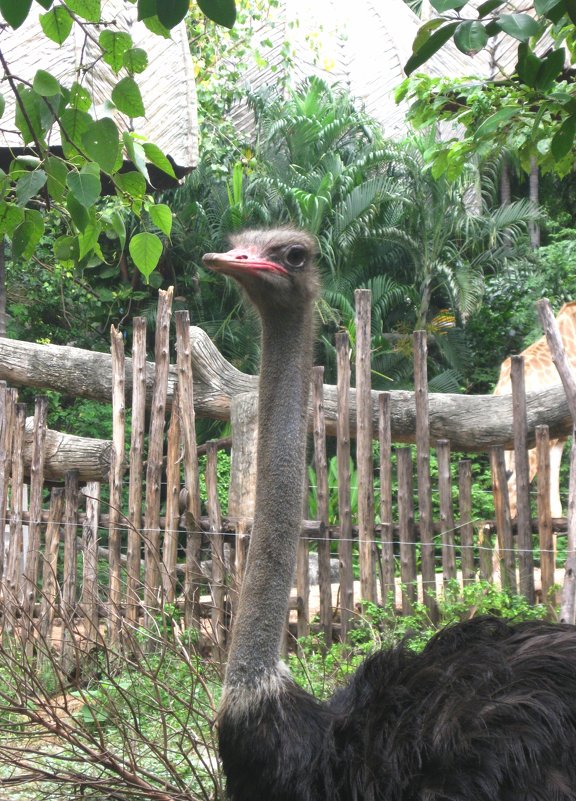 Национальный зоопарк Бангкока. Страус эму. - Лариса (Phinikia) Двойникова
