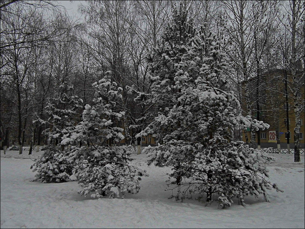 елки в снегу - Юлия Денискина