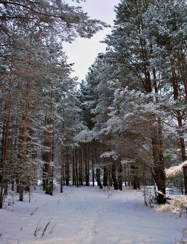 Зимний лес - Николай Масляев