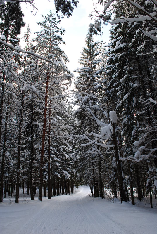 *** - Виктор ЖИГУЛИН.