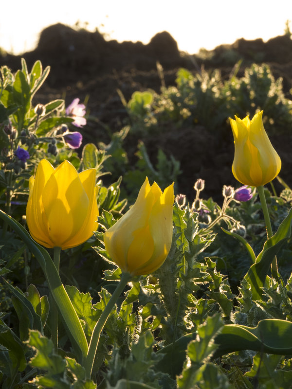 Желтые тюльпаны - Ксения Репина