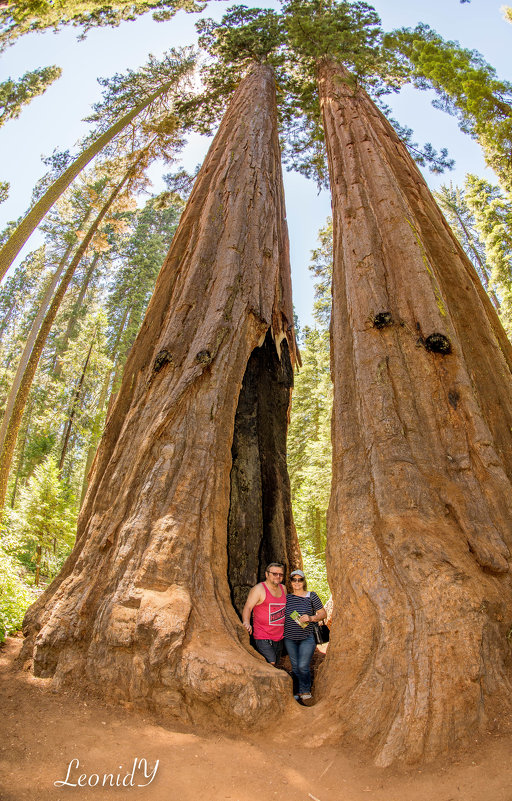 Big Trees of California. - Leonid 