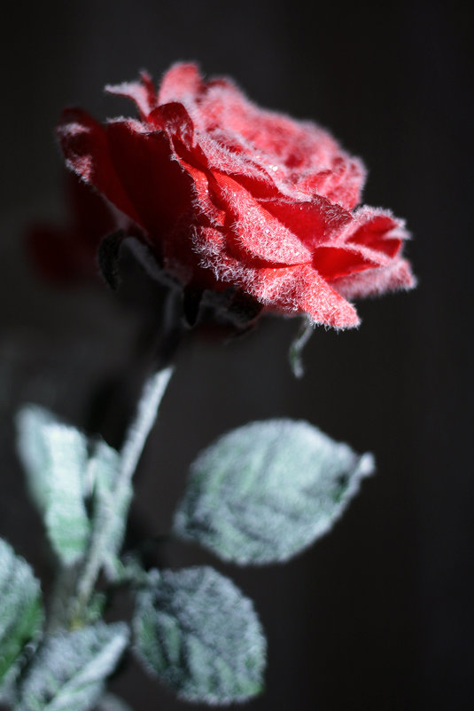 Прекрасная снежная роза - Татьяна Колганова