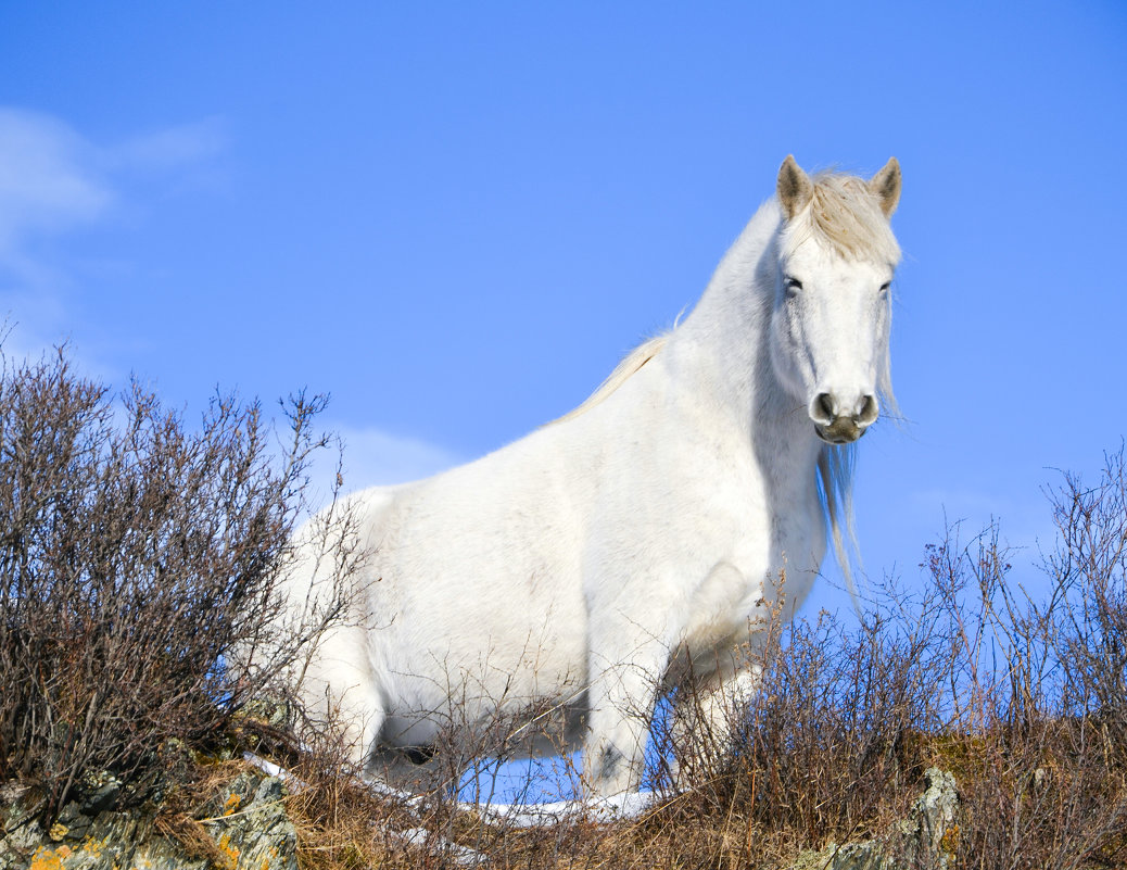 White young horse - Николай Воробьёв 