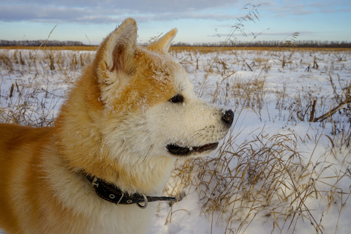 Зимний портрет японкой собаки в российских степях - Сергей 