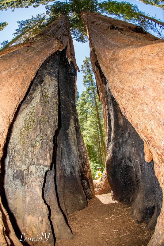 The Big Trees Park, California - Leonid 