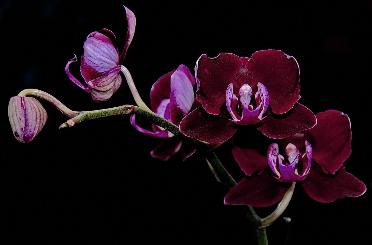 Бархатные орхидеи - Kapris VS