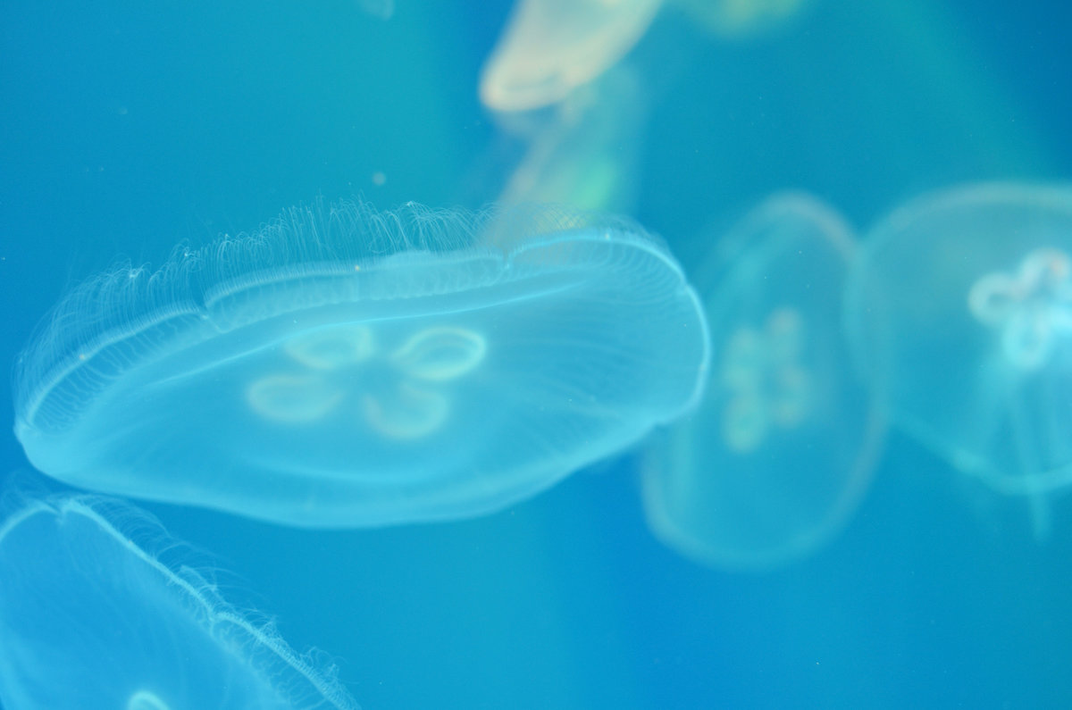 медуза - Катя 