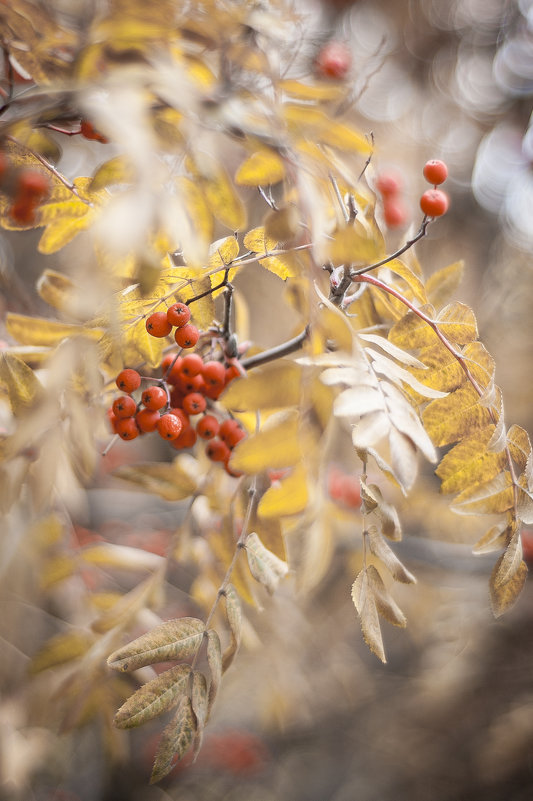 Red Gold - Сергей Nikon