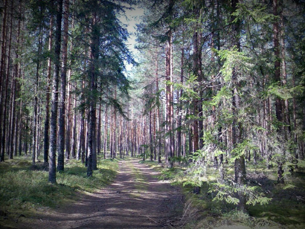 Лесные и ягодные прогулки - Натали Пам