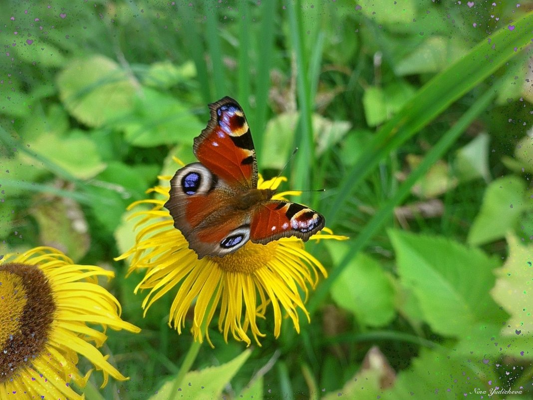 Бабочка на цветке - Nina Yudicheva