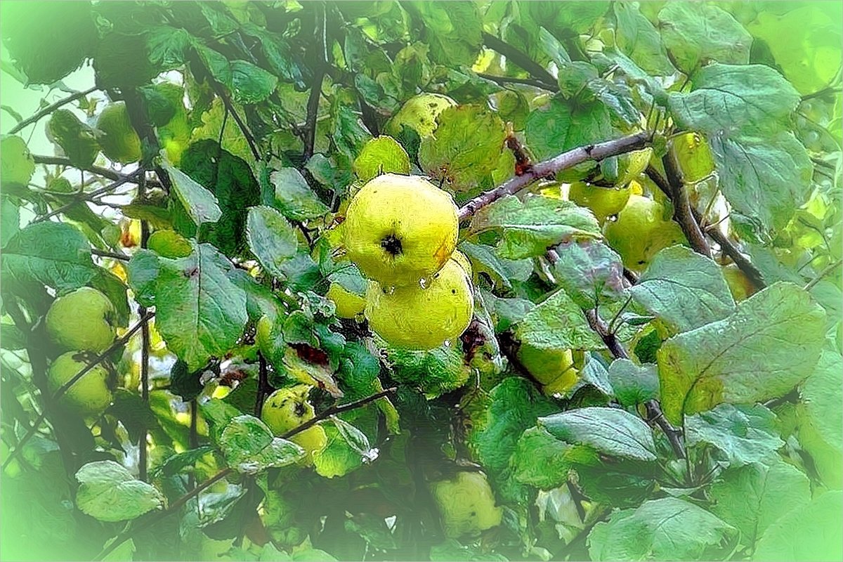 Сон о яблоках  и дожде - Фотогруппа Весна