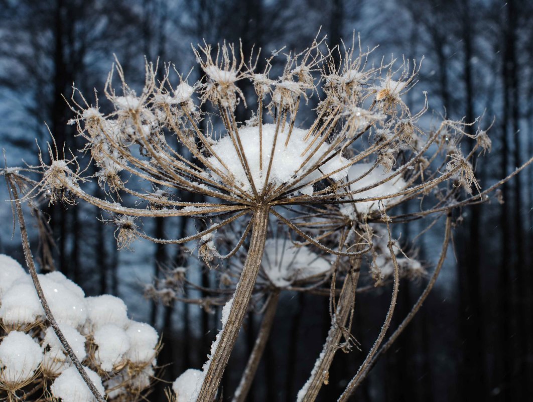 Борщевик в снегу - Геннадий Хоркин
