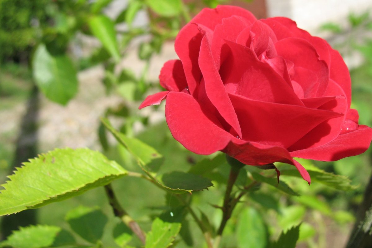 Роза в утренней росе - ponsv 