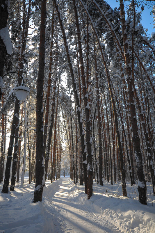 Тропинка в зимнем парке - Сергей Тагиров