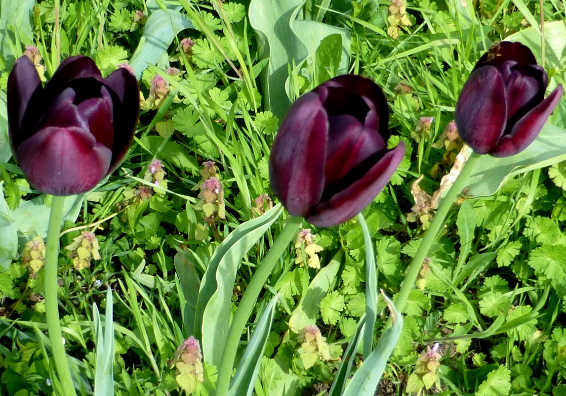 Три фиолетовых тюльпана - Михаил 