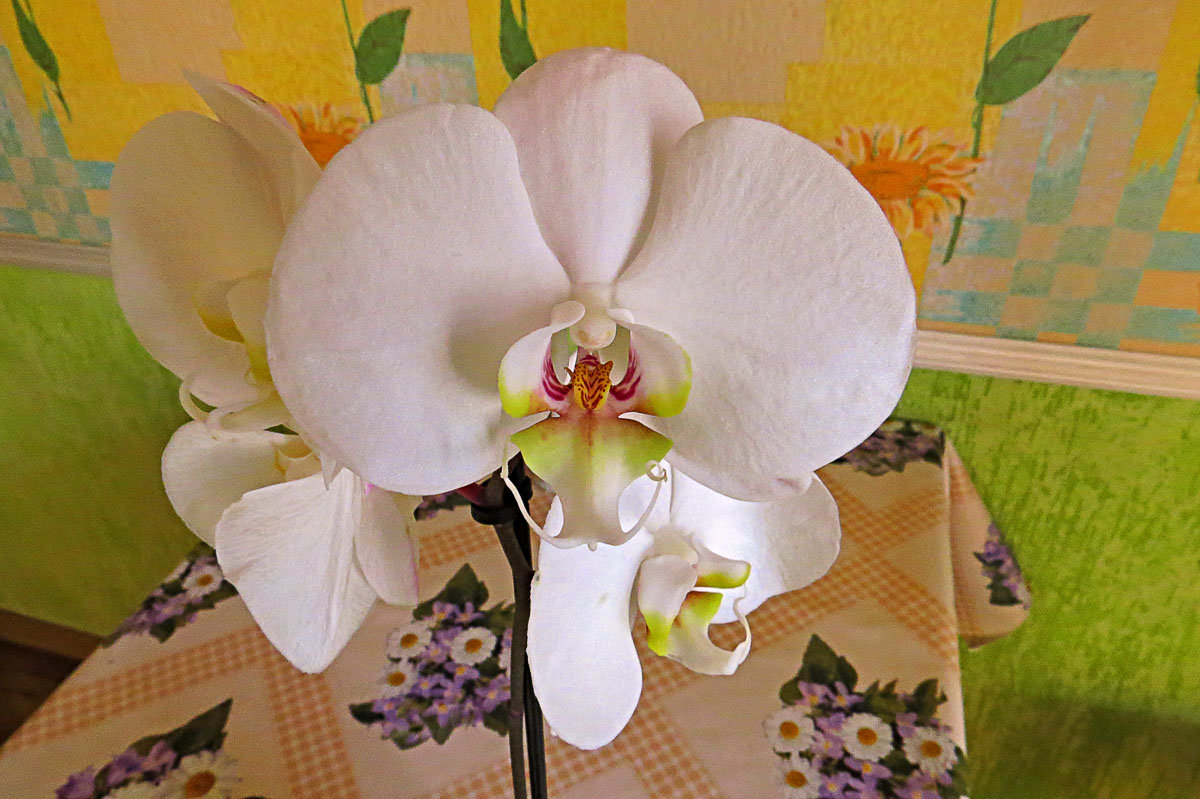 Орхидея - Валерий Дворников