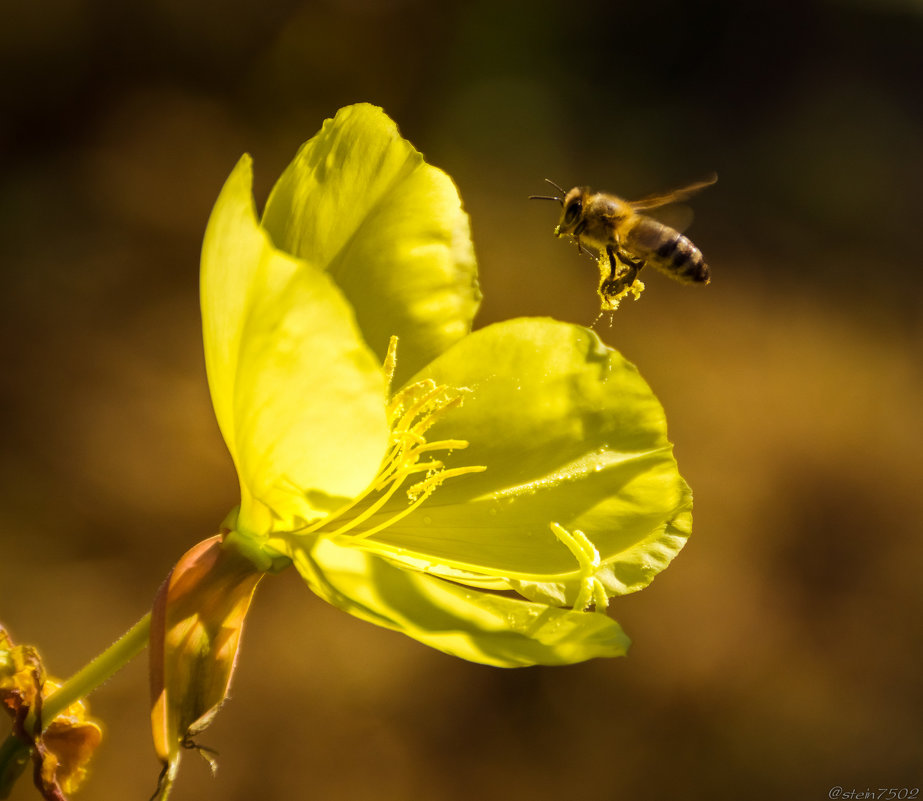 Пчела - Дмитрий 