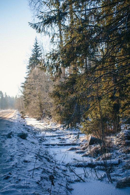 Зимний лес - Алёнка Шапран