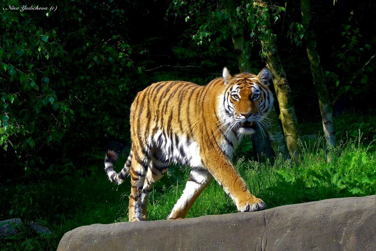 Тигр - Nina Yudicheva