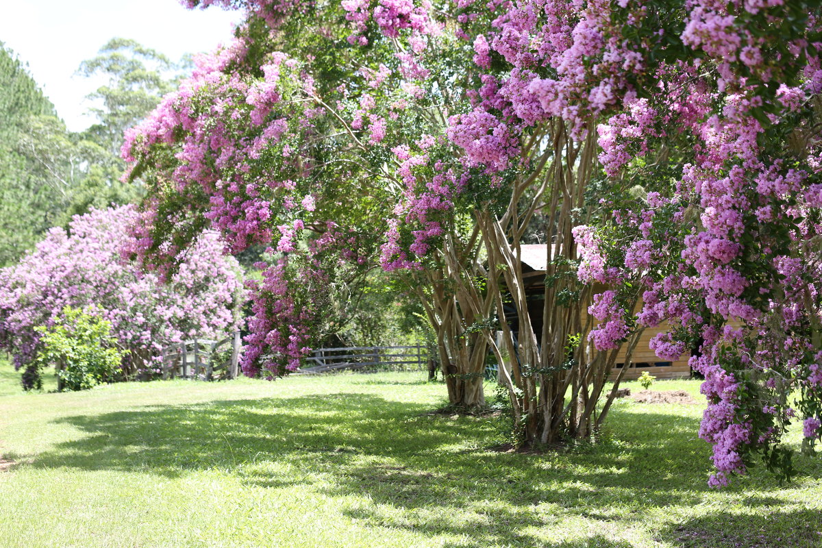 Лагерстремия - Lagerstroemia - Антонина 