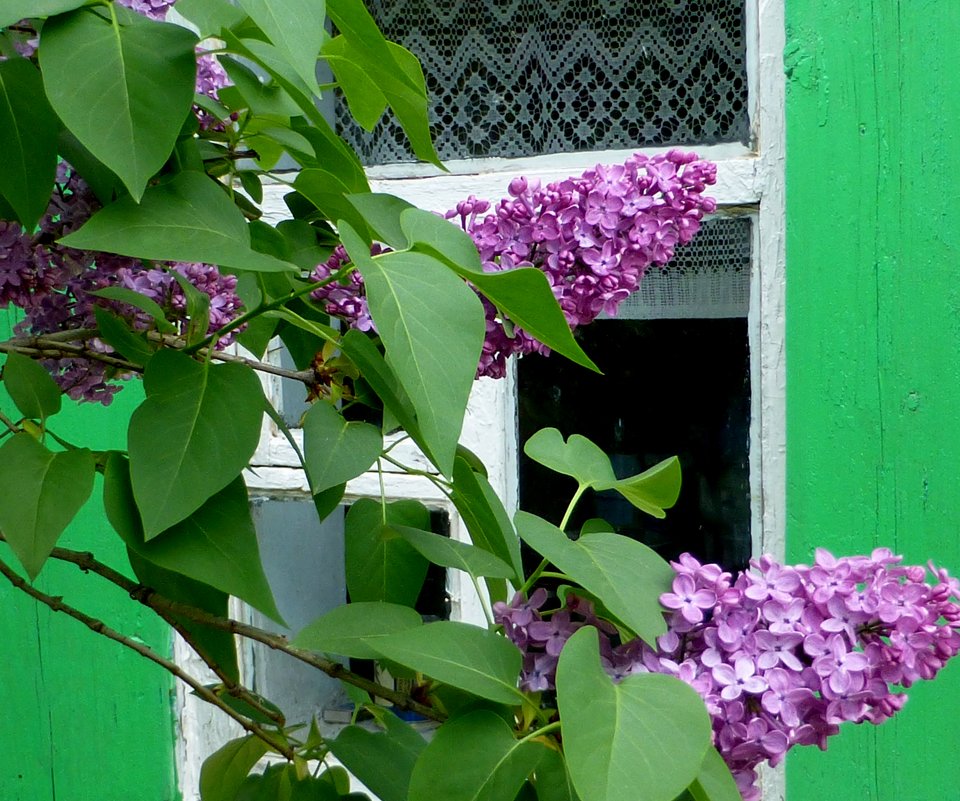 Сирень в родительском дворе - Михаил 